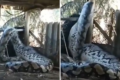 India: il pitone reticolato gigante che ha fatto impazzire chiunque.